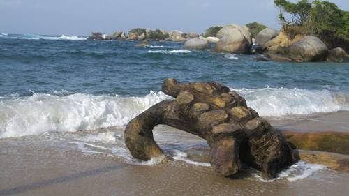 Roca en forma de tortuga Playa Parque Tayrona