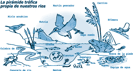 La piramide trofica de nuestros rios